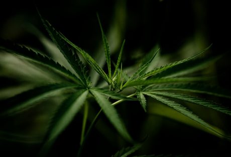 Cannabinoids