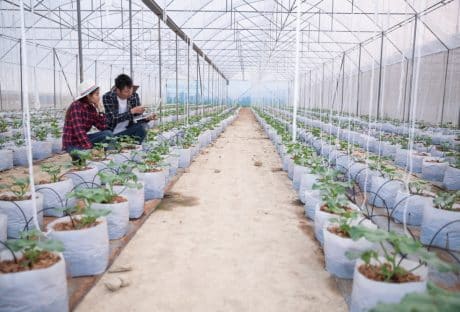 grow tent
