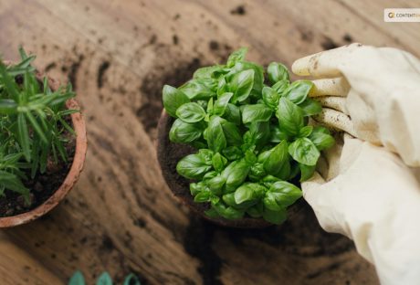 how to harvest basil