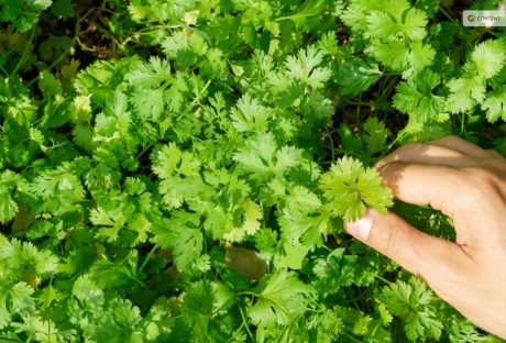 how to harvest cilantro
