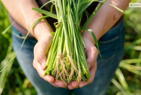 how to harvest lemongrass