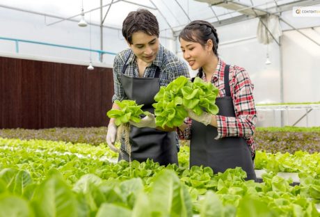 how to harvest lettuce
