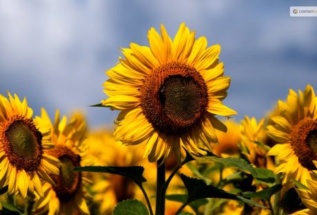 how to harvest sunflower seeds