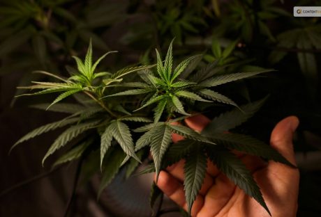 how to harvest weed