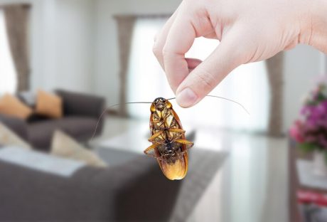 Prevent Insects