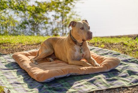 Waterproof Bed Your Dog Needs
